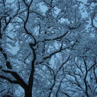 Snowy Trees