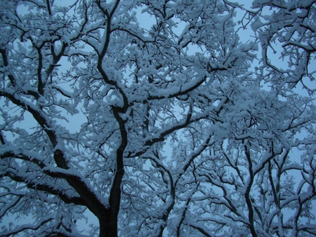 Snowy Trees - snow, trees, winter, nature