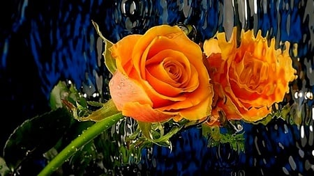 Reflection Love - beauty, reflection, roses, warm, lovely