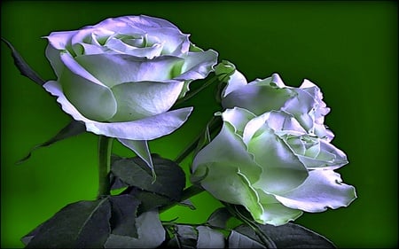 We Share Together - beauty, roses, warm, purpel, colorful, lovely, romances