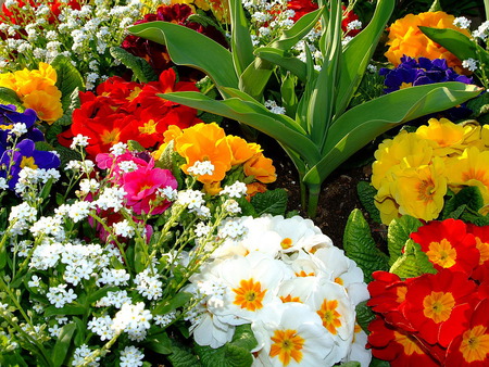 flowers - gardens, flowers