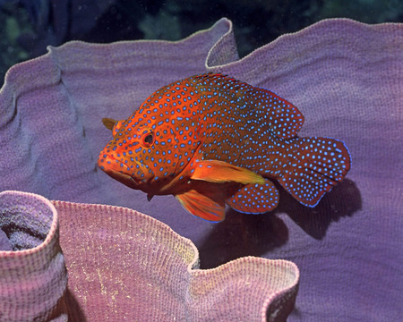 under the sea - pink coral, blue, red, lage fish