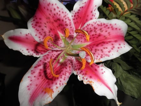 Perfect Lilly - lily, pink, stargazer, stamen