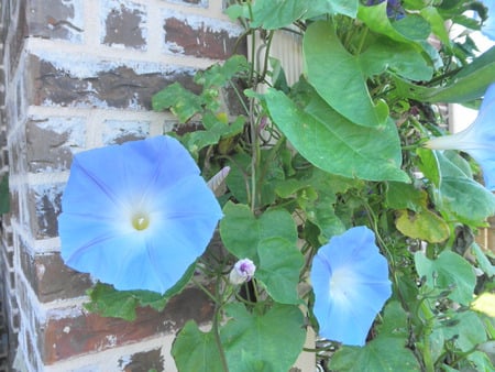 Morning Glory - glory, morning, vine, blue