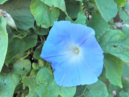 Blue Glory - morning, vine, glory, blue