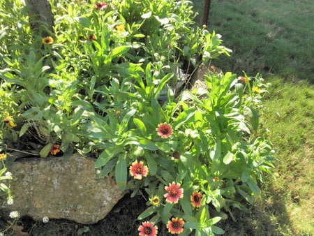 Backyard - rock, flowerbed, yard, flower