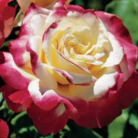 Double Delight Tea Rose