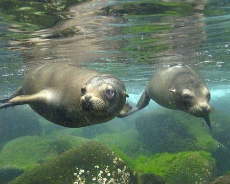 underwater - seals, pup, mum, green moss