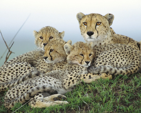 africa animal - cubs, leopards