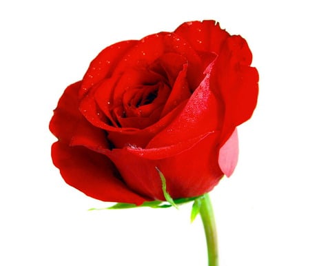 Rose for You - nature, hot, red, color, rose