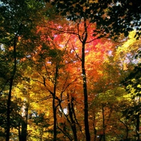 autumn-forest