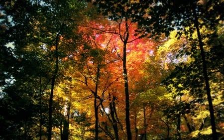 autumn-forest - forest, nature