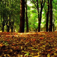 forest leaves