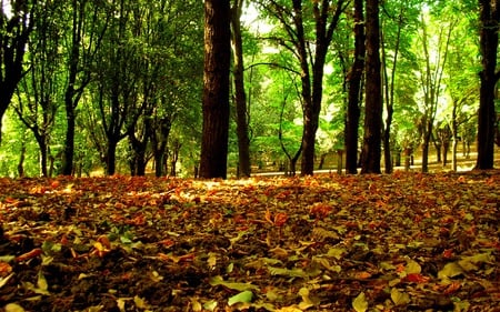 forest leaves