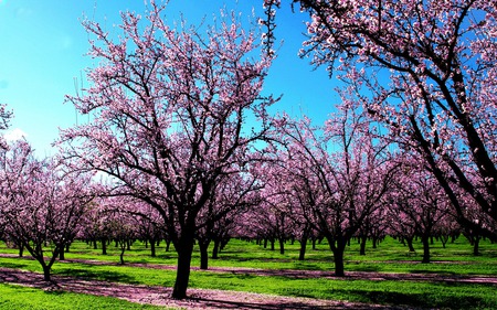 spring - sping, nature, other