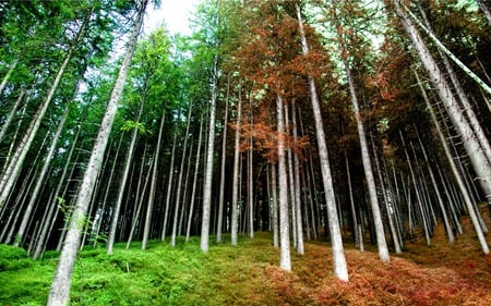 autumn-marriage - autumn, forest, other