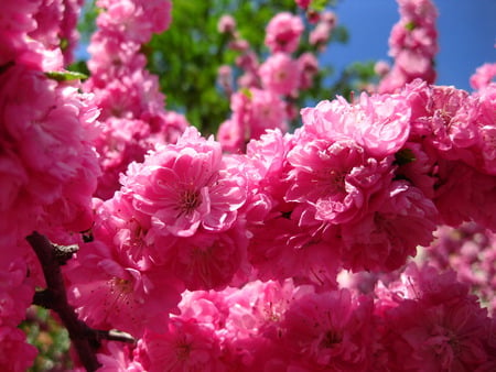 spring beauty - flowers, pink, spring