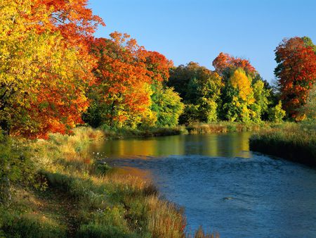 Forest - water, forest, trees