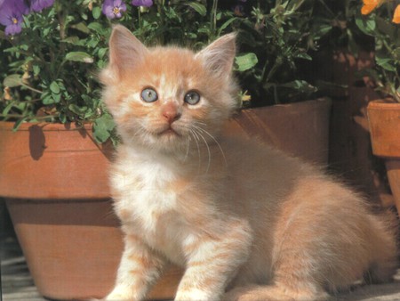 COLOR OF KITEN HONEY COLOR - adorable, cute, kitten, friendly