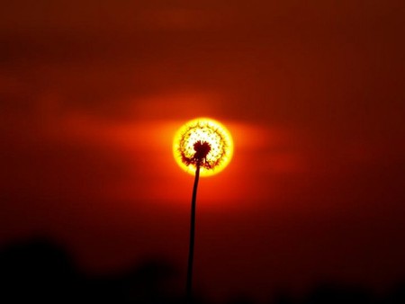 Dandelion - photography, dandelion, b eautiful, cool