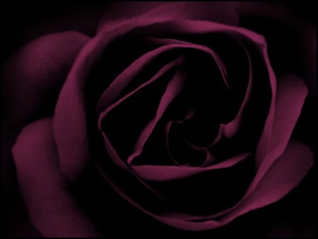 A rose is a rose 2         Wallpaperby  z. jpg