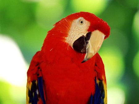 Red parrot - red, bird, parrot