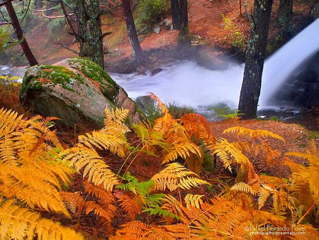 Stream in Forest - beauty of nature, stream in forest, cool