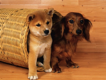 Dachshund and shiba puppies