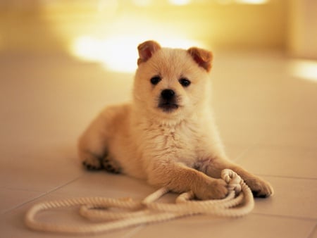 Puppy playing with rope - dog, puppy, playing