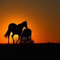 Sunset horses