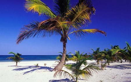 Nice Beach And Palm - blue skies, beaches, sky, palm trees, beach, palms, windows 7, tropical, nature