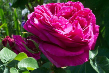 American Beauty Rose - american, beauty, fragrant, rose