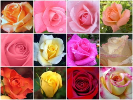 Rose Varieties - yellow, red, orangemwhite, bi color, pink, salmon