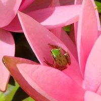 green frog pink water lily 1024x 768 jpg