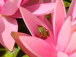 green frog pink water lily 1024x 768 jpg