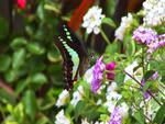 colorful butterfly 1024x 768. jpg