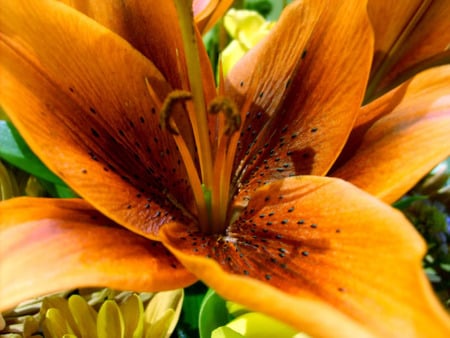 Asian Lily - red, lily, orange, yellow, closeup, asian