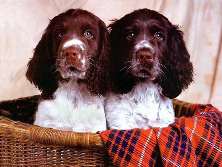 black twin dogs 1024 x768. jpg - spanails, playful, friends, loveable