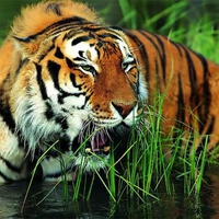 martial tiger wallpaper 1024x768. jpg