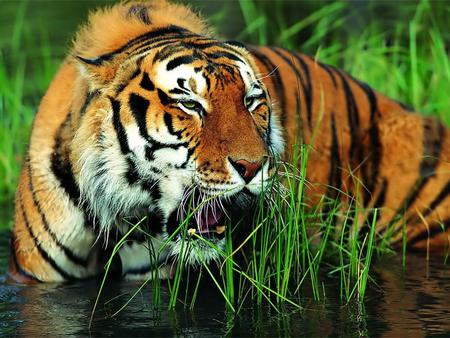 martial tiger wallpaper 1024x768. jpg - swamp, tiger, martial, unhappy