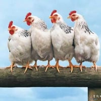 funny animal wallpaper rooster in seminar  800x600. jpg