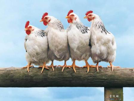 funny animal wallpaper rooster in seminar  800x600. jpg - seminar, four, rooster, funny