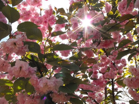 Pink Flowers spring, - flowers, sunlight, pretty pink flowers and sun, pink flowers, sunshin