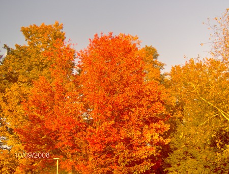 Fall in one of it's glory - nature, fall, trees, photography