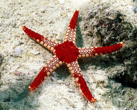 under the water - starfish, white, red