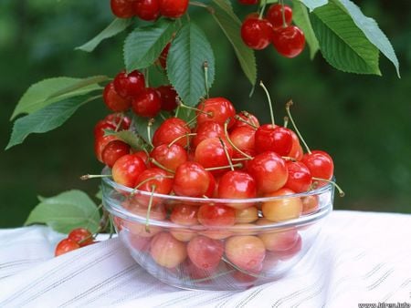 Fresh Cherries - cherries, cherry tree, glass bowl, table, fruit