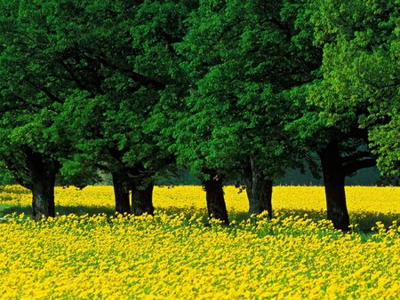 Green and yellow - tree, yellow, green
