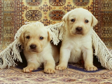 Young labradors - labradors, dogs, puppies, pet