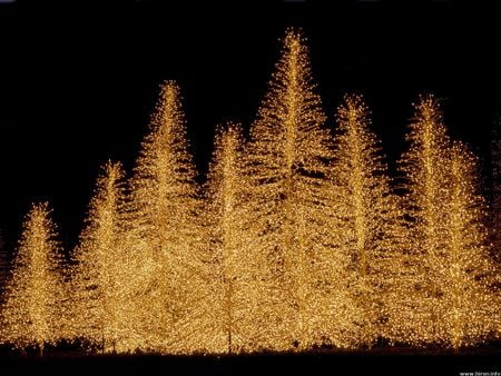 Brilliant Display - night, texas, light display, golden trees