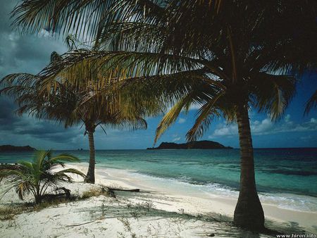 Tranquil Beach - white sand, tropical, beach, palm trees, island